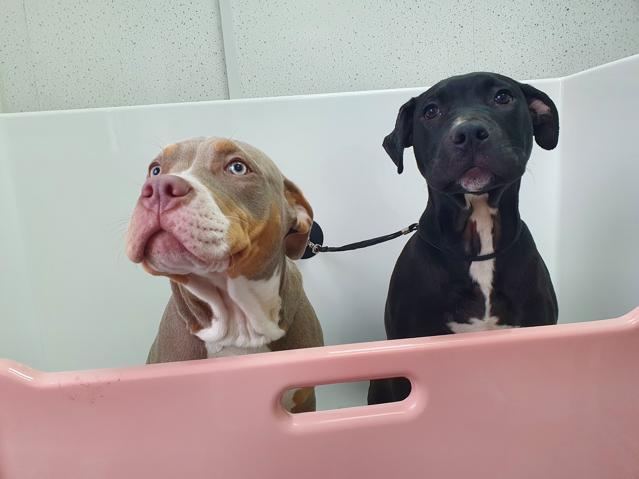 Two bully puppies waiting in the pink-rimmed grooming bath