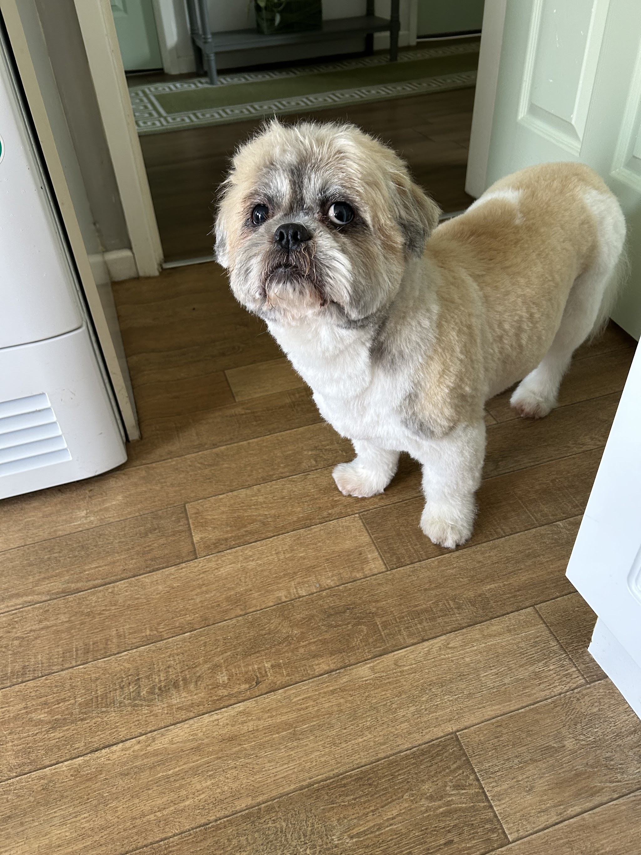 A shih tzu-type dog standing on a wooden floor at home after a groom