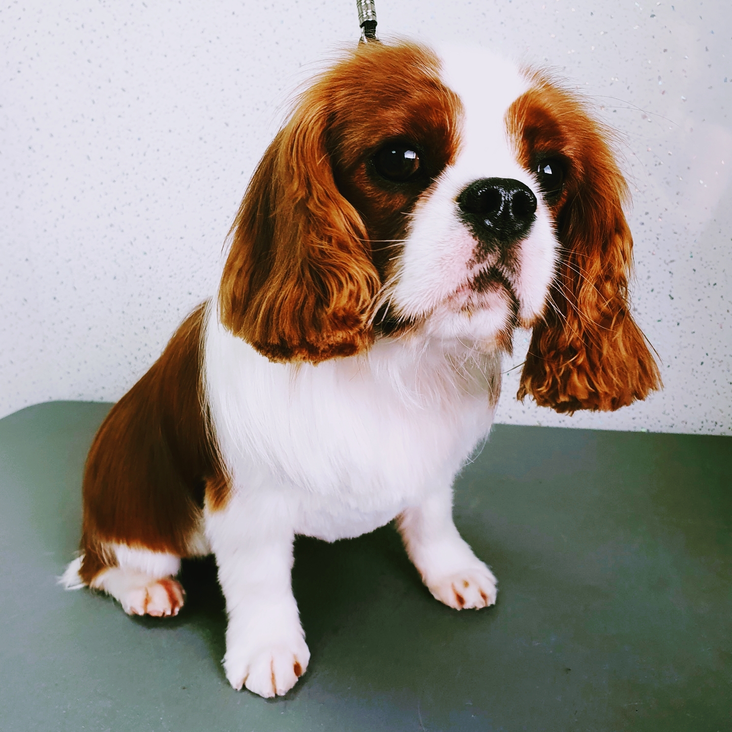 A Cavalier King Charles spaniel sitting on the grooming table after a groom