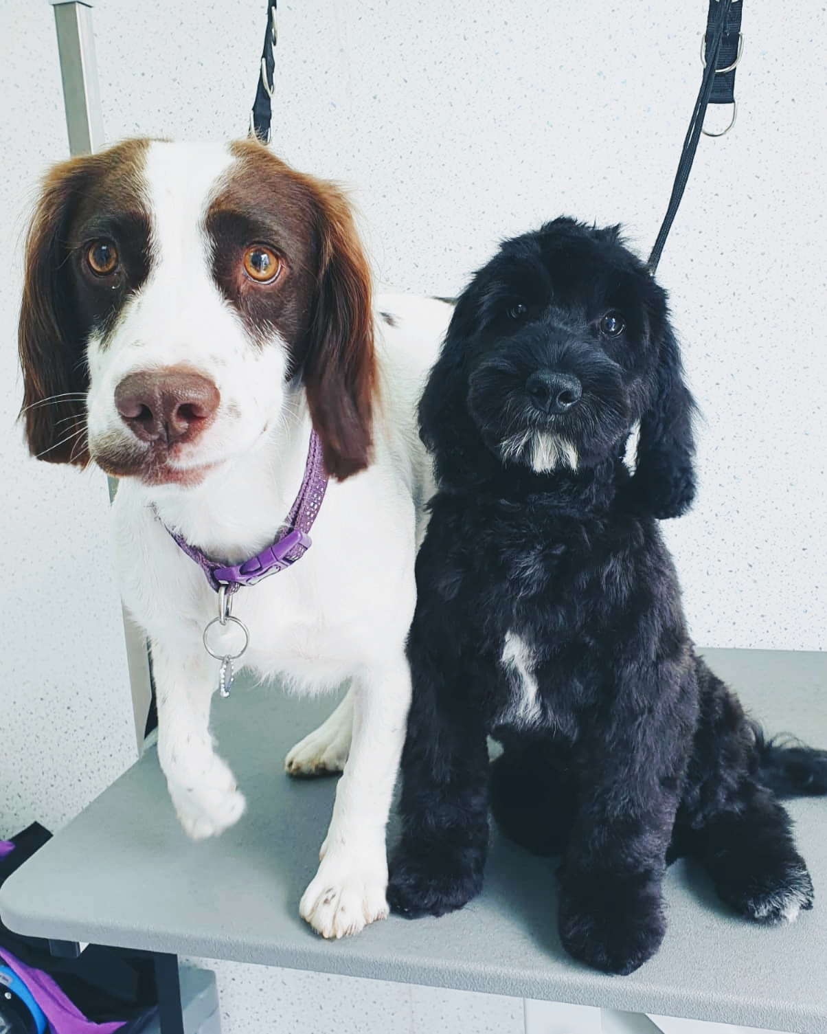 A springer spaniel and a black cocker spaniel side by side on the grooming table