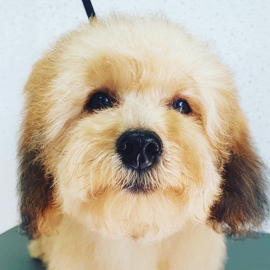 Close-up of a fluffy cream and brown dog after a groom