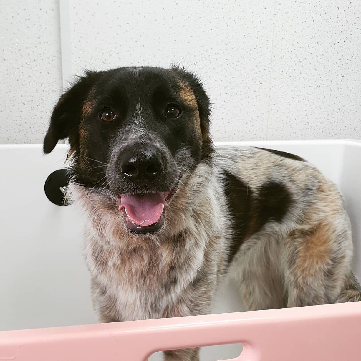 A happy merle-coated dog standing in the grooming bath