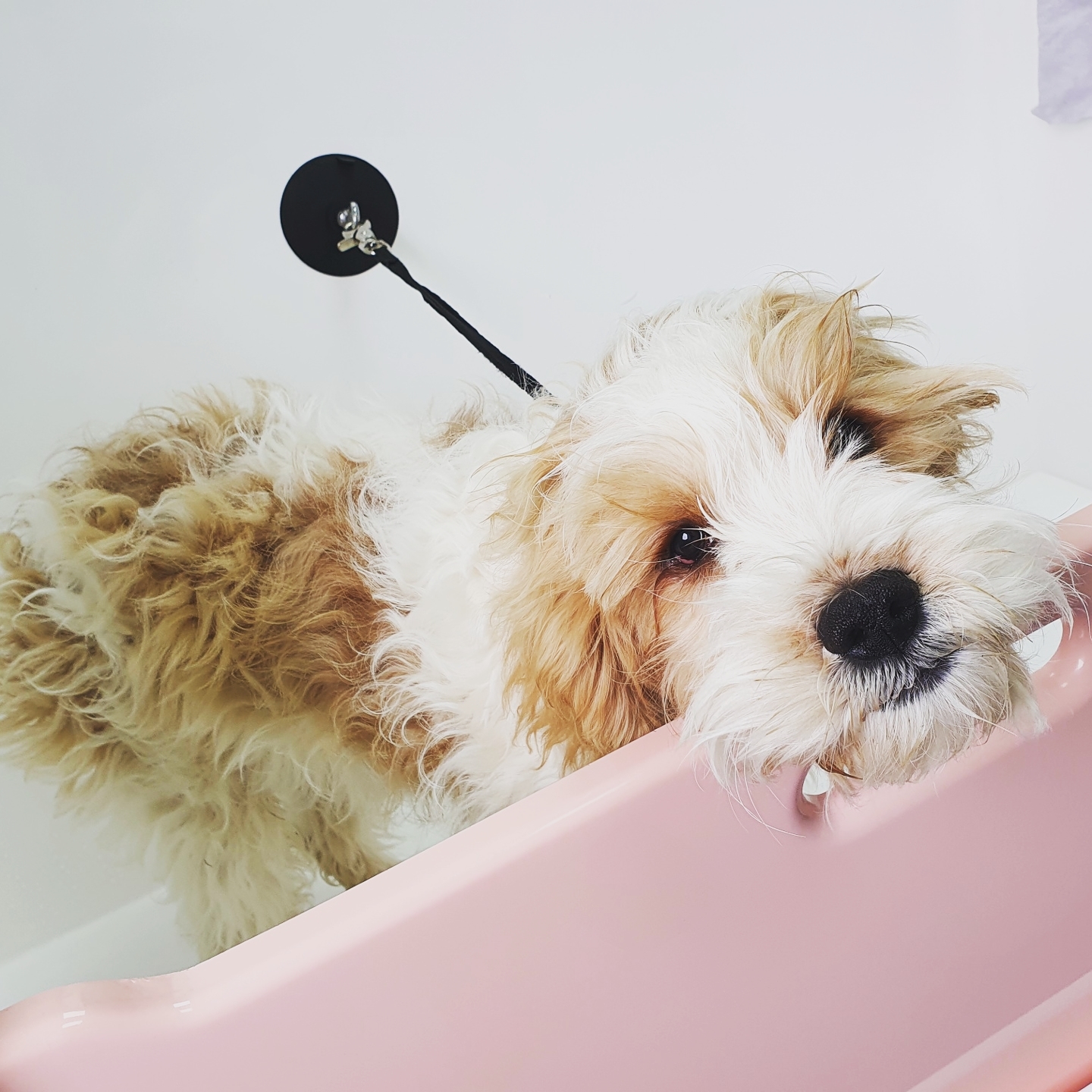 A curly cream and tan dog resting its chin on the pink bath rim