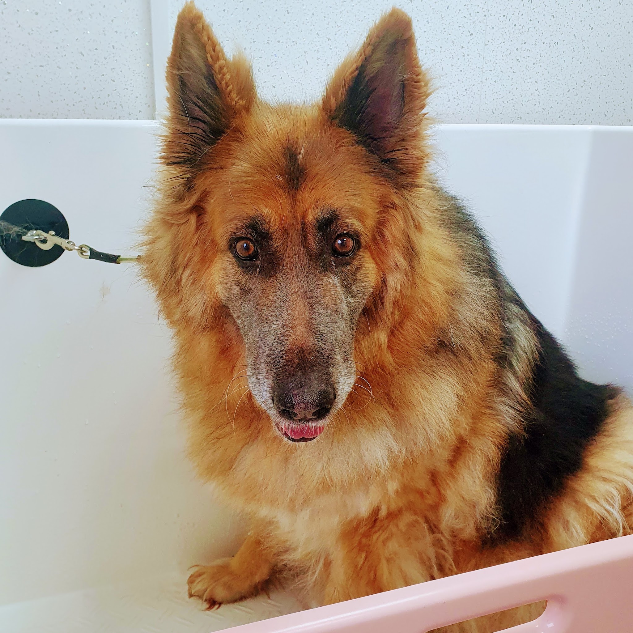 A German Shepherd in the grooming bath