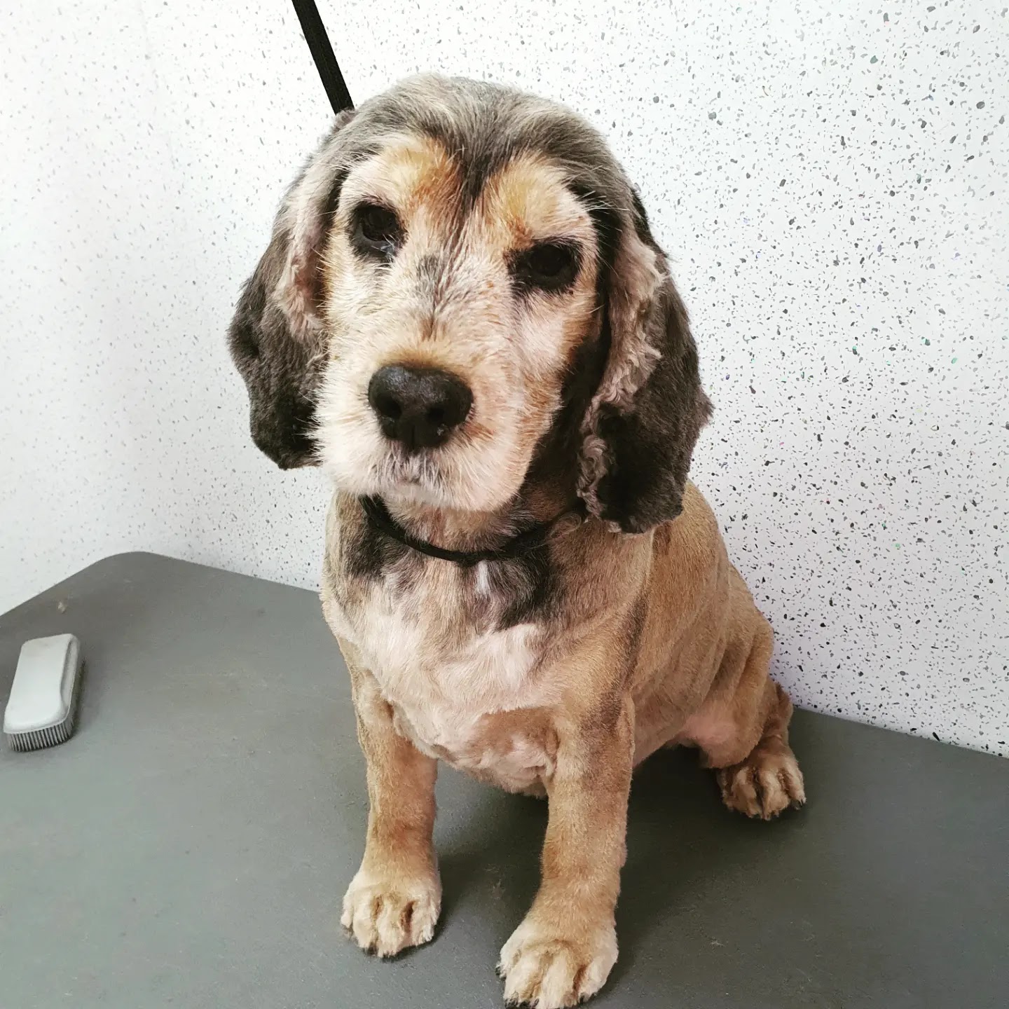An older cocker spaniel after a clip on the grooming table