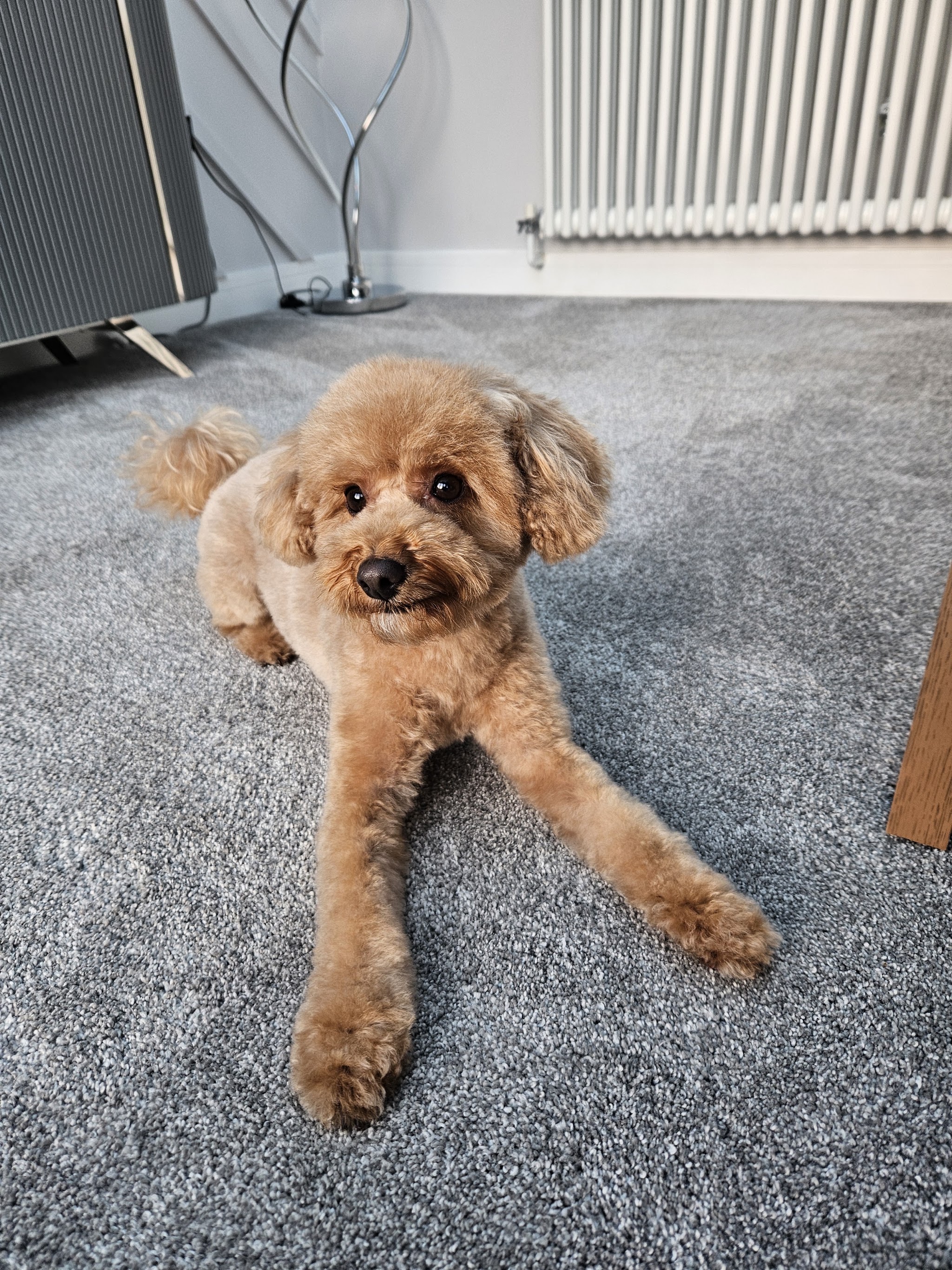 A small apricot poodle-type dog lying on a carpet at home after her groom